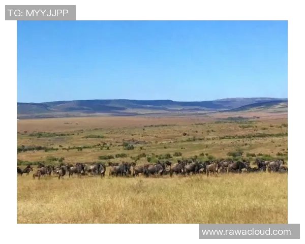 竞彩004肯尼亚与坦桑尼亚激战在即谁将赢得这场东非德比之战